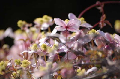 CLEMATIS montana Tetrarose