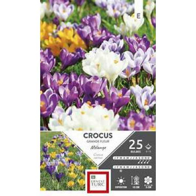 CROCUS  GRANDE FLEUR MELANGE 8/9 X2  G TURC