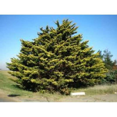 CUPRESSUS macrocarpa Lutea