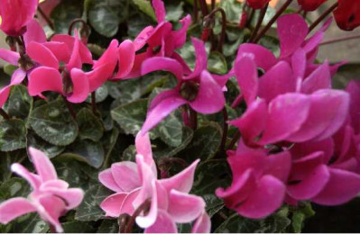 CYCLAMEN MINI