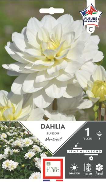 DAHLIA  BUISSON MONTREUIL I X1  C TURC