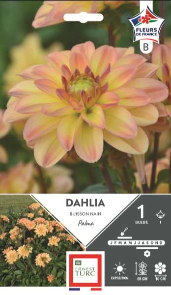 DAHLIA  BUISSON NAIN PALMA