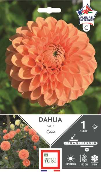 DAHLIA  BALLE SYLVIA 1 X1  C TURC