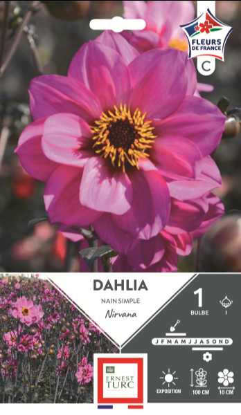 DAHLIA  FLEUR DE PIVOINE NIRVANA LR  C TURC