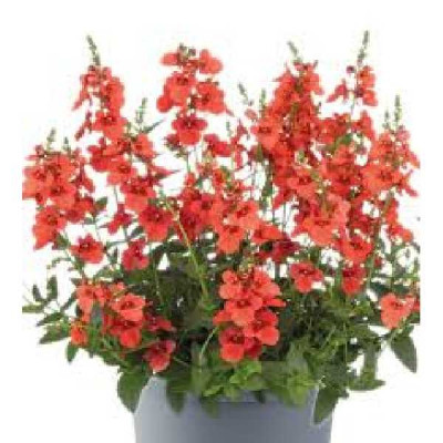 DIASCIA orange