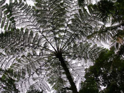 DICKSONIA antartica