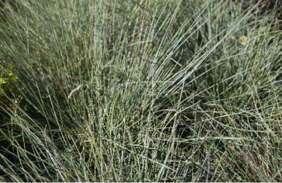 FESTUCA glauca Bleu