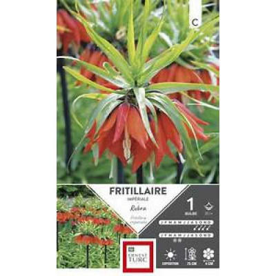 FRITILLAIRE  IMPERIALE RUBRA 20/+ X  E TURC