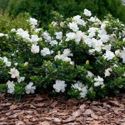 GARDENIA  Jasminoides