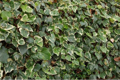 HEDERA algeriensis Gloire de marengo