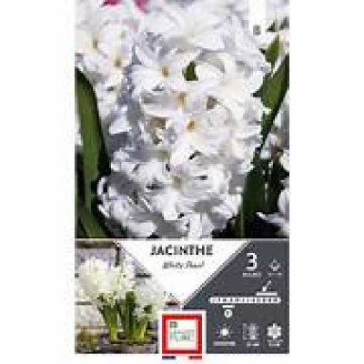 JACINTHE  WHITE PEARL  15/+ X5  E  TURC