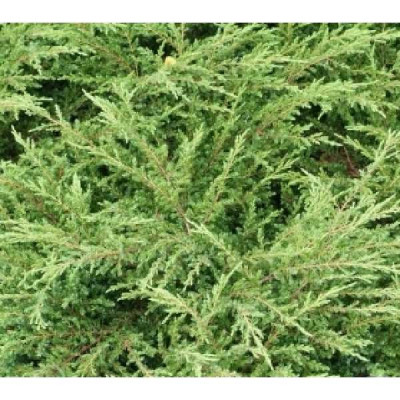 JUNIPERUS communis Repanda