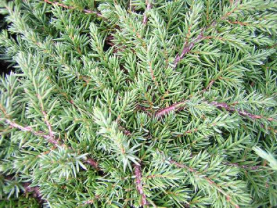 JUNIPERUS squamata Blue carpet