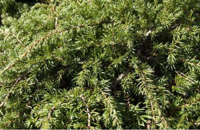 JUNIPERUS squamata Green carpet