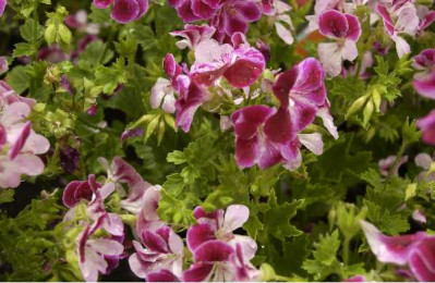 PELARGONIUM  Angel eyes