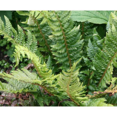 POLYSTICHUM aculeatum