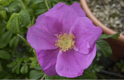 ROSA rugosa