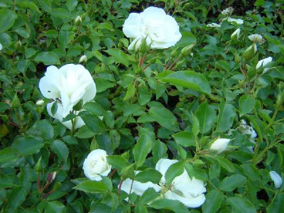 ROSA decorosier Opalia ®