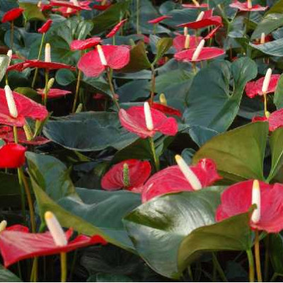 ANTHURIUM  Rouge