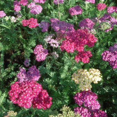 ACHILLEA millefolium