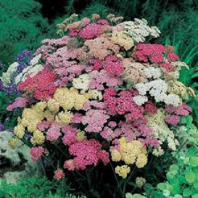 ACHILLEA millefolium Summer pastels