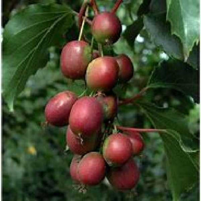 ACTINIDIA arguta Ken's red