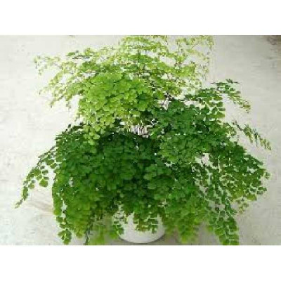 ADIANTUM raddianum Fragans