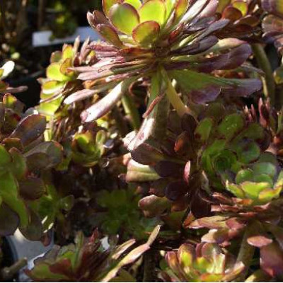 AEONIUM arboreum Atropurpureum