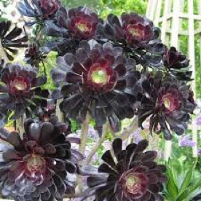 AEONIUM arboreum Schwarzhopf