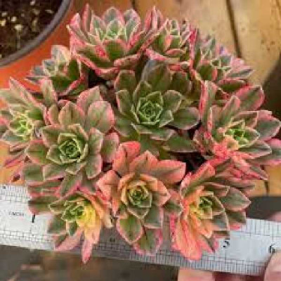 AEONIUM arboreum Sweet tea