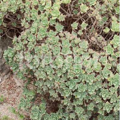 AEONIUM haworthii Bicolor