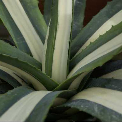 AGAVE americana Mediopicta