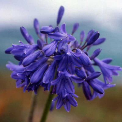 AGAPANTHUS  Cobalt blue