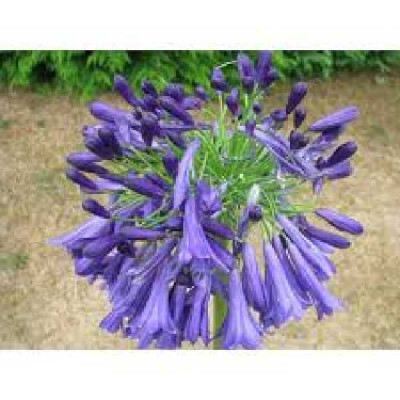 AGAPANTHUS  Purple cloud