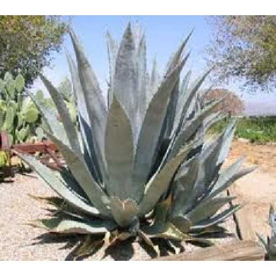 AGAVE americana