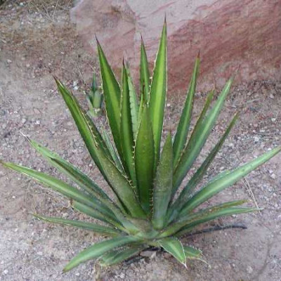 AGAVE lechuguilla