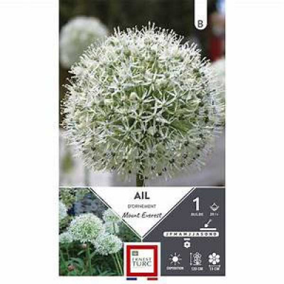 ALLIUM MOUNT EVEREST 20/+ X1  C TURC