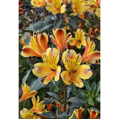 ALSTROMERIA  Garden breeze jaune