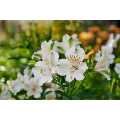 ALSTROMERIA  Garden summer ice blanc