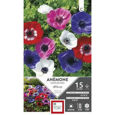 ANEMONE  SIMPLE DE CAEN 7/8 X15  D TURC