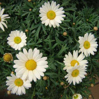 ANTHEMIS  Blanc