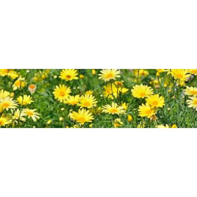 ANTHEMIS  Jaune