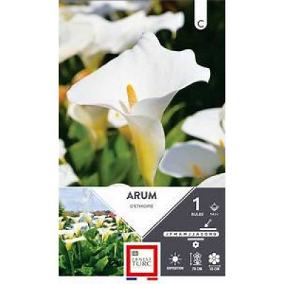 ARUM D'ETHIOPIE 14/+ X1  C TURC