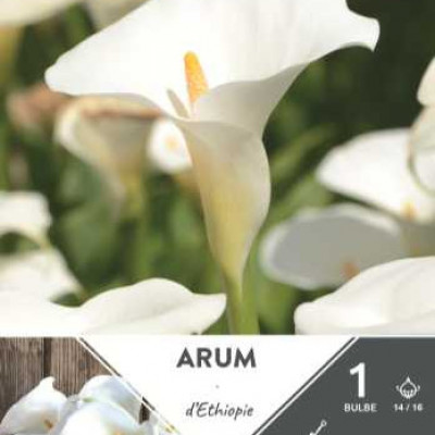 ARUM  ETHIOPIE 14/16 X1   TURC