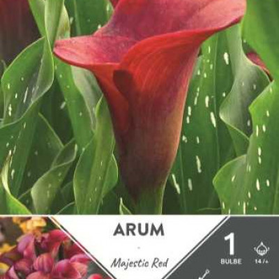 ARUM MAJESTIC RED 14/+ X1  C TURC