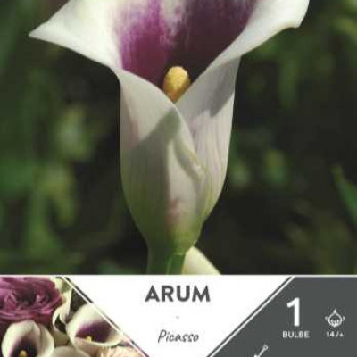 ARUM PICASSO 14/+ X1  C TURC