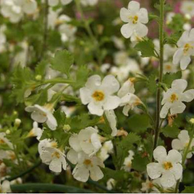 BACOPA