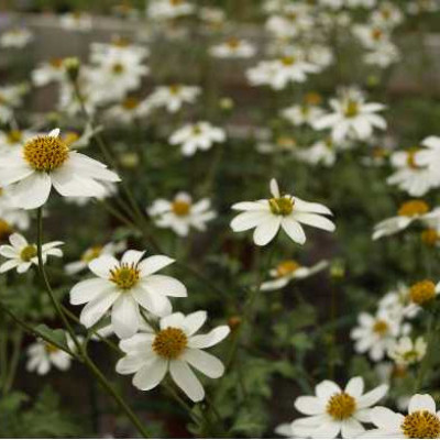 BIDENS  Blanc