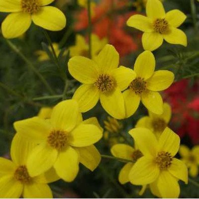 BIDENS  Jaune