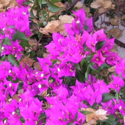 BOUGAINVILLIER